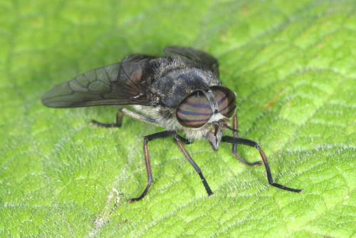 Réf. 342 672 : Hybomitra bimaculata